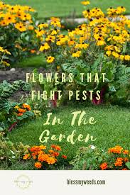 We did not find results for: Natural Pest Control For Garden For Home Natural Pesticides Blessmyweeds Com