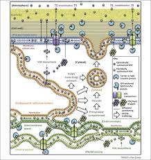 We did not find results for: Rethinking How Volatiles Are Released From Plant Cells Trends In Plant Science