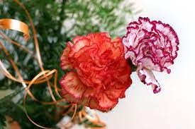 Carnations Are Easy To Dye With Food Coloring Dye Flowers Paper Flowers Carnation Flower