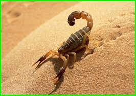 Menurut ajaran islam, mimpi kalajengking memiliki makna yang sangat unik, diantaranya ialah jika seseorang bermimpi tentang digigit kalajengking maka itu artinya ia akan mengalami gangguan dari. Arti Mimpi Kalajengking Makna Dan Interpretasi Daftarhewan Com