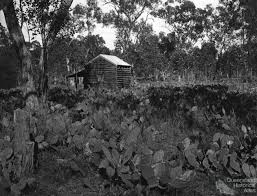 The prickly pear needs a lot of sunlight, so make sure it is planted in a sunny area. Prickly Pear Queensland Historical Atlas