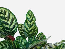 If you give them the optimal conditions, they will be your best. Calathea Makoyana Care Guide Peacock Plant Cathedral Windows