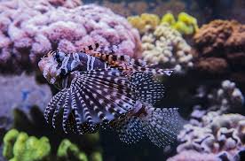 We did not find results for: Lionfish Red Fire Fish Lion Fish Salt Water Toxic Beautiful Aquarium Coral Reef Dangerous Underwater Exotic Pikist