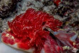 Dancer garden sea slug slugs balcony garden. Spanish Dancer Nudibranch Facts Photographs And Video Seaunseen