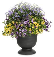 Adorable sky blue star shaped flowers bloom from late spring through summer. Beth S Blue Star Flower Isotoma Axillaris Proven Winners
