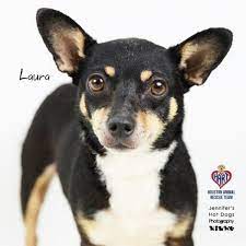 Rat Terrier And Chihuahua Mixed Rescue Dog For Adoption In Tomball Texas Laura In Tomball Texas Rescue Dogs For Adoption Dog Adoption Terrier Mix Breeds