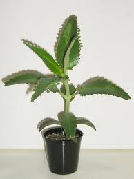 Image result for Kalanchoe daigremontiana
