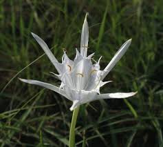 Image result for Halopegia azurea