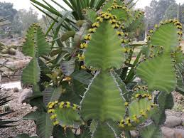 Image result for Euphorbia cooperi