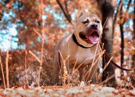Muscular dogs like him have remarkable jaws that can easily break or tear off toys in hours. 5 Best Dog Toys For Pitbulls In 2021 Pup Junkies