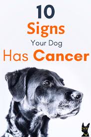 Make your dog's nutrition and diet a priority. Cancer Is The 1 Dog Killer Here S 10 Signs Your Dog Has It