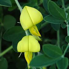 Image result for Rotala capensis