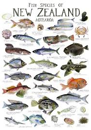 fish species of new zealand poster