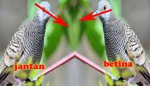 Antara burung derkuku/tekukur jantan dan betina memiliki penampilan fisik dan warna bulu yang tampak serupa sehingga agak susah untuk membedakan jenis kelaminnya. Cara Prediksi Umur Perkutut Paling Mudah Ilmu Peternakan