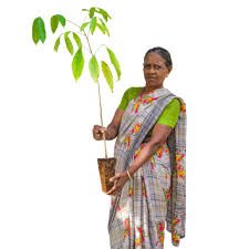 Image result for Khaya grandifoliola