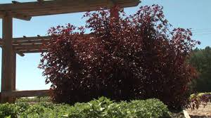 We did not find results for: Fall Favorites Southern Gardening October 23 2013 Youtube