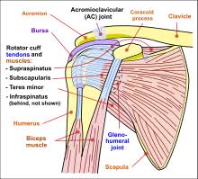 Human anatomy diagrams show internal organs, cells, systems, conditions, symptoms and sickness information and/or tips for healthy. Shoulder Wikipedia