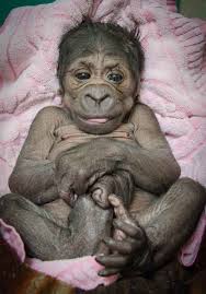 So This Is What A Brand New Baby Gorilla Looks Like Zoo Babies Baby Gorillas Animals