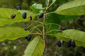 Image result for Chionanthus foveolatus