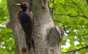 3 stars hotel picchio nero is located at via mulino 22 in terranova di pollino in 385 m from the services and infrastructure description of hotel picchio nero. Picchio Nero Il Piu Grande Tra I Picchi