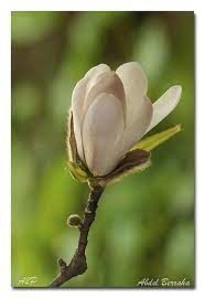Star Magnolia 2 Japanese Magnolia Tree Trees To Plant Japanese Magnolia