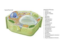 It is a plastid that traps energy from sunlight. Labeled Plant Cell Diagram Quizlet