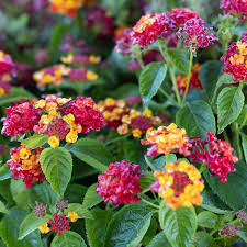 Image result for Lantana