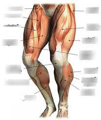 Raises heal when leg is straight. Anatomy Leg Muscles Diagram Quizlet