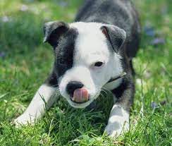 The eyes are dark and round, low down in the skull and set far apart. American Staff American Staffordshire Terrier Puppies Staffordshire Bull Terrier Puppies Staffordshire Terrier Puppy