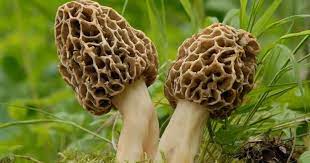 Mymemory, world's largest translation memory. Smardz Grzyb Jadalny Jak Rozpoznac Wystepowanie W Polsce Tvn Zdrowie