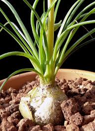 Image result for Albuca