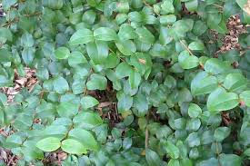 Image result for Eugenia woodii