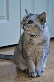 The american domestic shorthair cat is the product of the breeding of the american short hair and the domestic short hair. American Shorthair Wikipedia