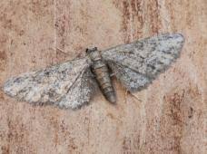 Image result for Eupithecia tenuiata