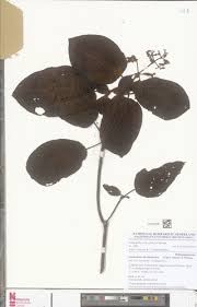 Image result for Ochthocharis dicellandroides