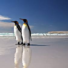 Birds That Look Like Penguins But Fly Its World Penguin Day Penguins Have Wings But They Can T Fly Similarly You Having Skill Experience Knowledge But No Oppo Penguins King Penguin Penguin Life