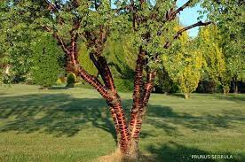 epingle sur nature