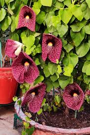 Image result for Aristolochia littoralis