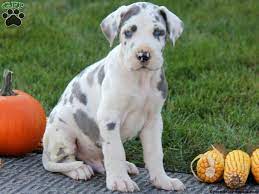 Browse thru great dane puppies for sale in pennsylvania, usa area listings on puppyfinder.com to find your perfect puppy. Gunther Great Dane Puppy For Sale From New Holland Pa Great Dane Dogs Great Dane Puppy Puppies
