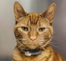 Our shops are currently in the process of reopening, with safety measures in place following the latest government guidelines. Falmouth Veterinary Practice Fear Free Pet Visits