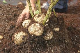 How to grow potatoes in the garden. How To Plant Hill And Harvest Potatoes Hgtv