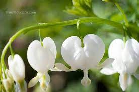 Asheville Photography On Instagram Tiny Blooms On A Bleeding Heart Plant At The Nc Arboretum In Asheville Nort Bleeding Heart Arboretum Bleeding Heart Plant