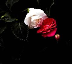 ورود الخلفية تحميل إلى هاتفك النقال من Phoneky