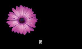 Image result for Helichrysum harveyanum