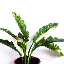 Philodendron Tiger Tooth Variegata Plants Philodendron Plant Leaves