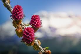 Jadi jangan sampai kamu salah pilih bunga dan memberikan bunga yang tidak tepat kepada seseorang. 15 Arti Bunga Ini Sangat Dalam Awas Salah Pilih Ya