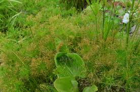 Image result for Pavetta zeyheri