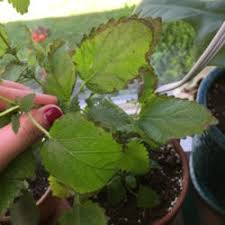 Keep the garden clean of debris. Herbs Forum My Lemon Balm Hates Me Garden Org