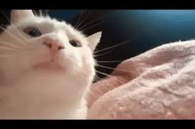 Cat Meme Gifs Get The Best Gif On Giphy