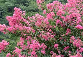 「サルスベリ 。画像。」の画像検索結果